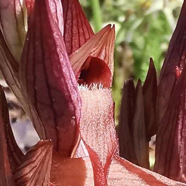 Serapias vomeracea Flower