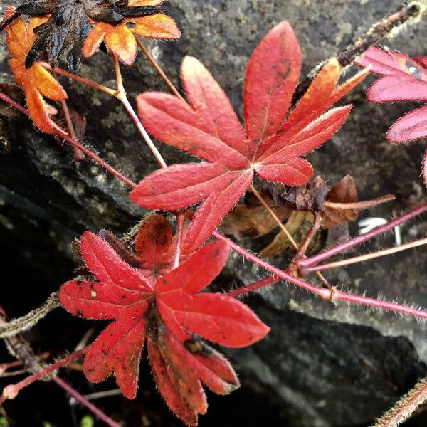 Geranium lucidum Yaprak