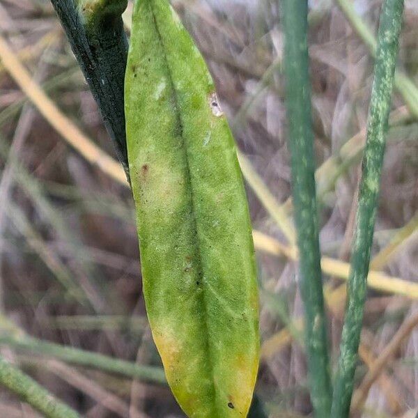 Spartium junceum Leaf