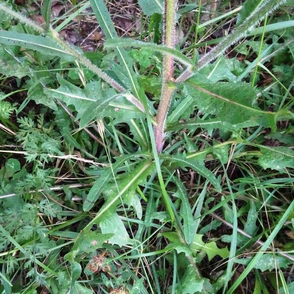 Cichorium intybus Leaf