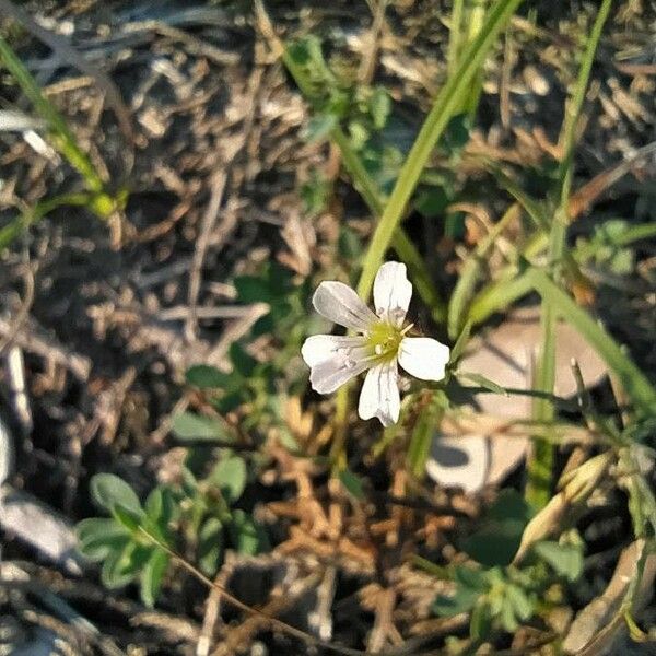 Mononeuria patula Flower