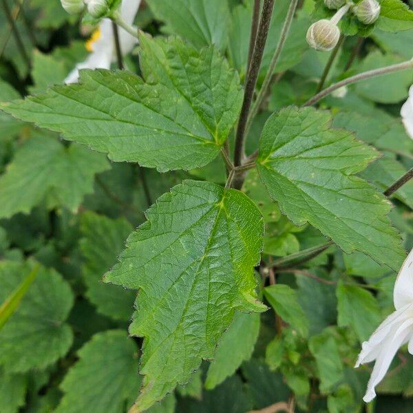 Eriocapitella hupehensis Leaf