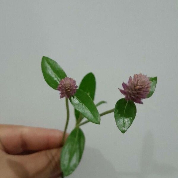 Gomphrena serrata Leaf