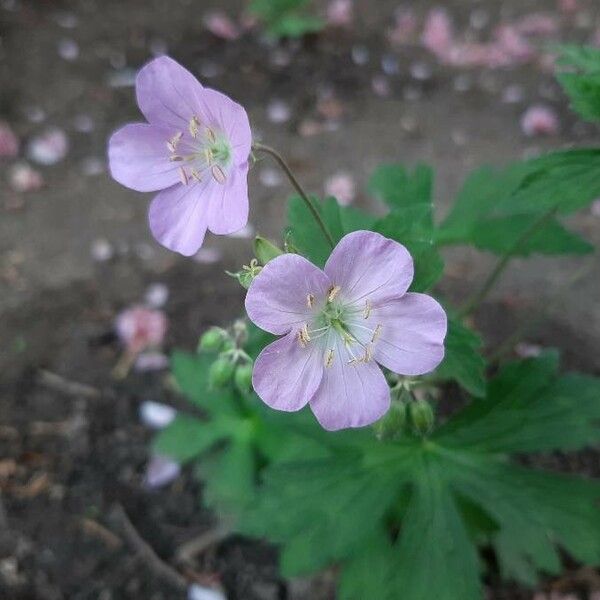 Geranium maculatum Flower