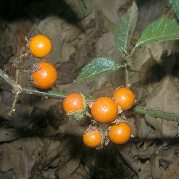 Solanum leucopogon Плод