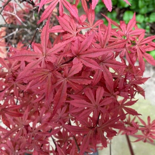 Acer palmatum Fuelha