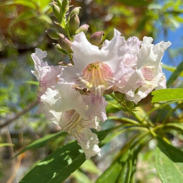 × Chitalpa tashkentensis Blüte