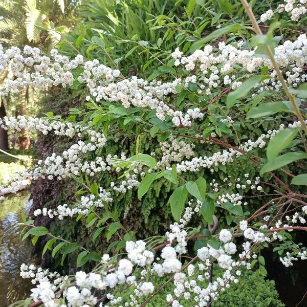 Spiraea cantoniensis Blodyn