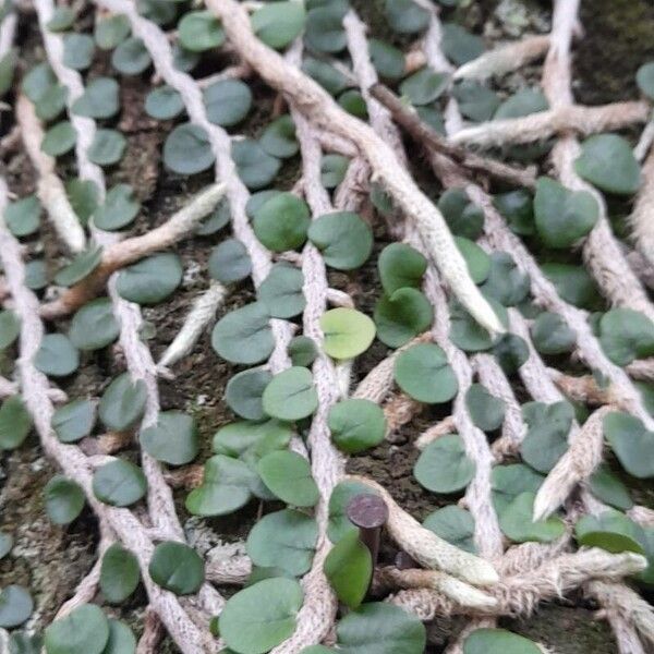 Microgramma vacciniifolia