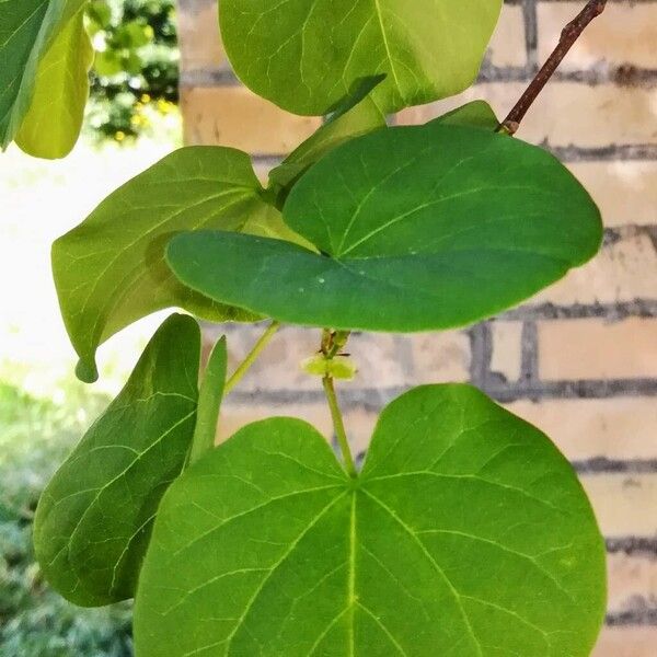 Cercis siliquastrum Yaprak