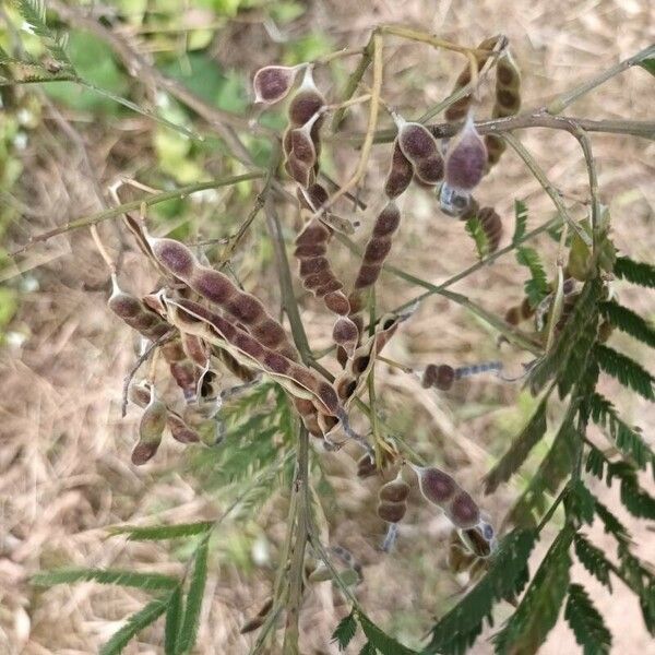 Acacia mearnsii Фрукт