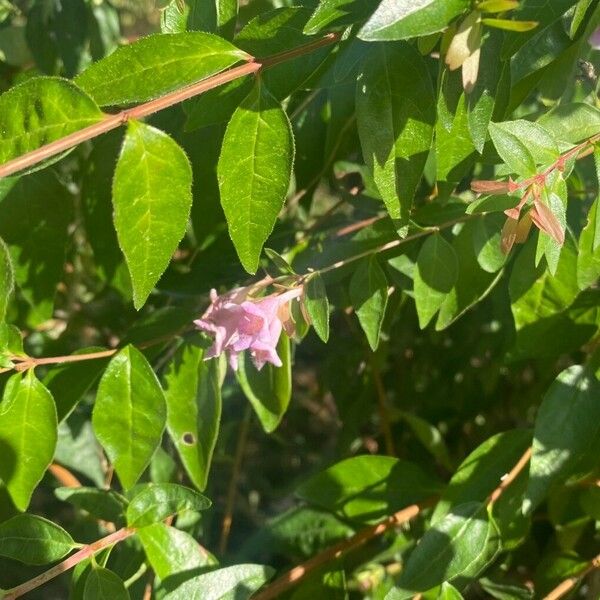 Abelia chinensis Lapas