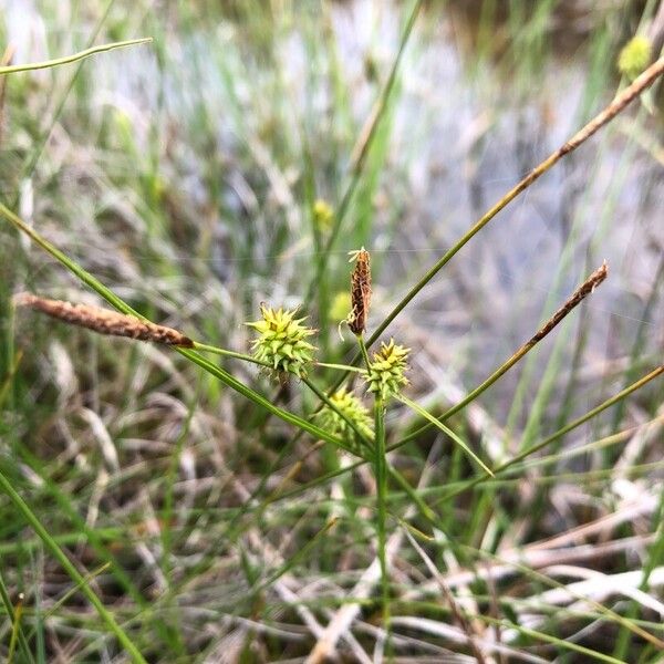 Carex oederi Flower