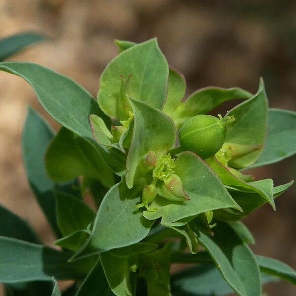 Euphorbia falcata 果実