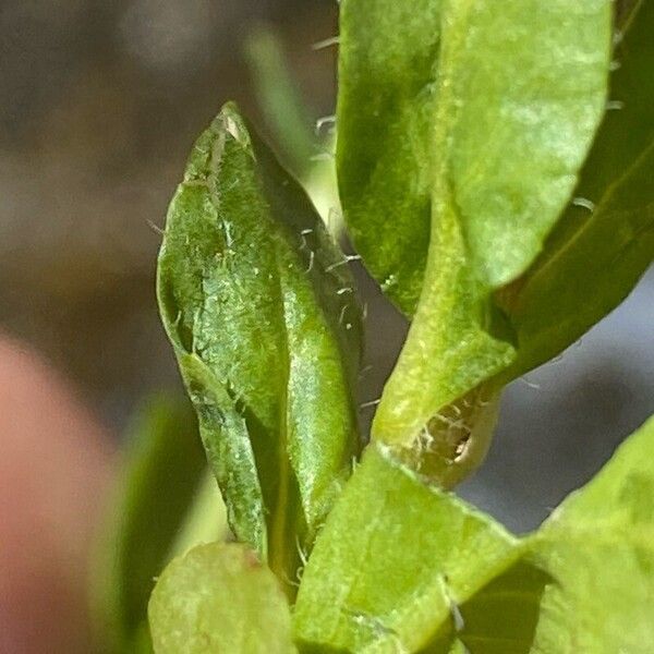 Veronica alpina Leaf