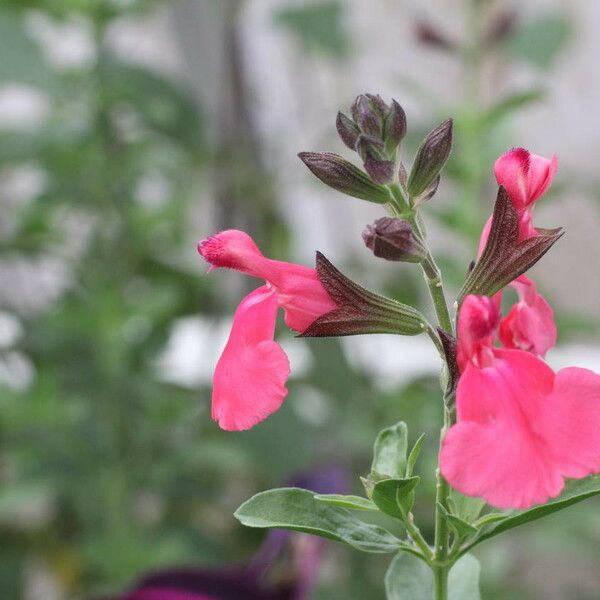 Salvia × jamensis Flors