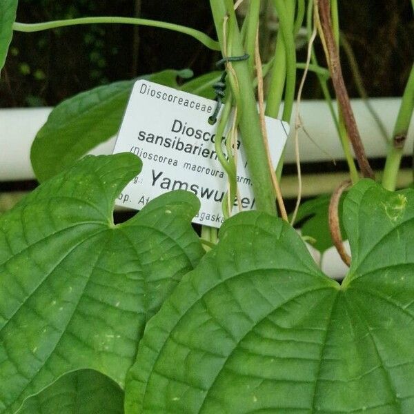 Dioscorea sansibarensis Fuelha