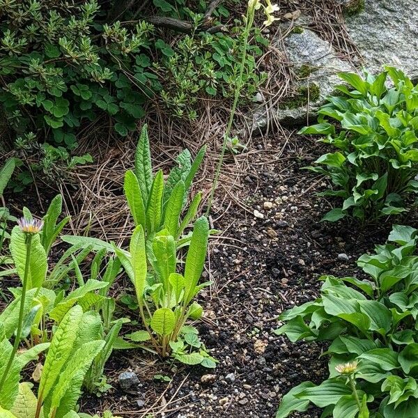 Primula sikkimensis Habit