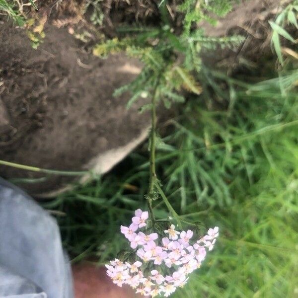 Achillea odorata عادت داشتن