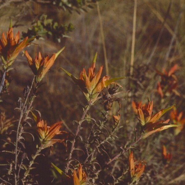 Castilleja tenuiflora Cvet