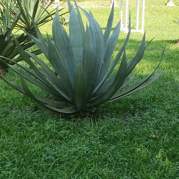 Agave sisalana Blad