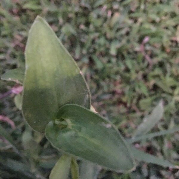 Commelina tuberosa Φύλλο