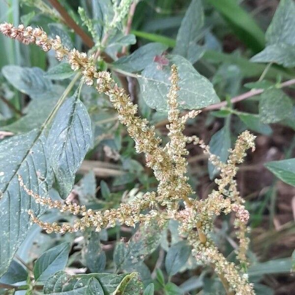 Amaranthus spinosus Blüte