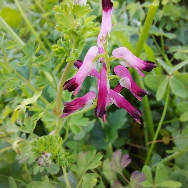 Fumaria officinalis Flor