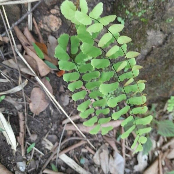 Adiantum philippense List