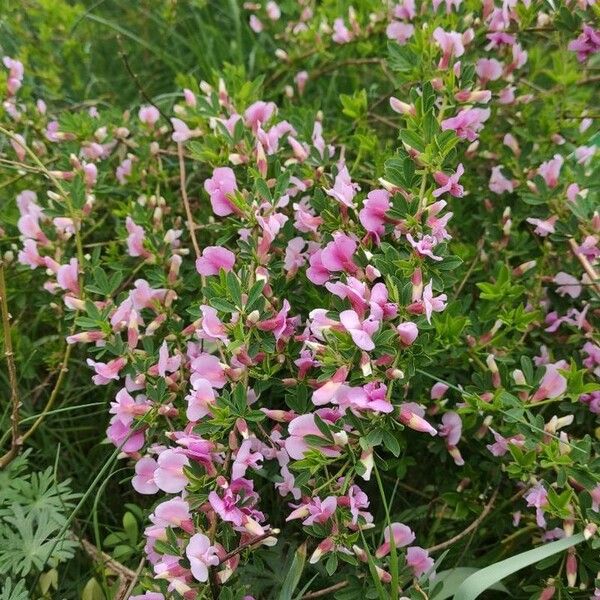 Chamaecytisus purpureus Tervik taim