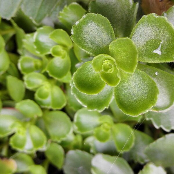 Sedum spurium 葉