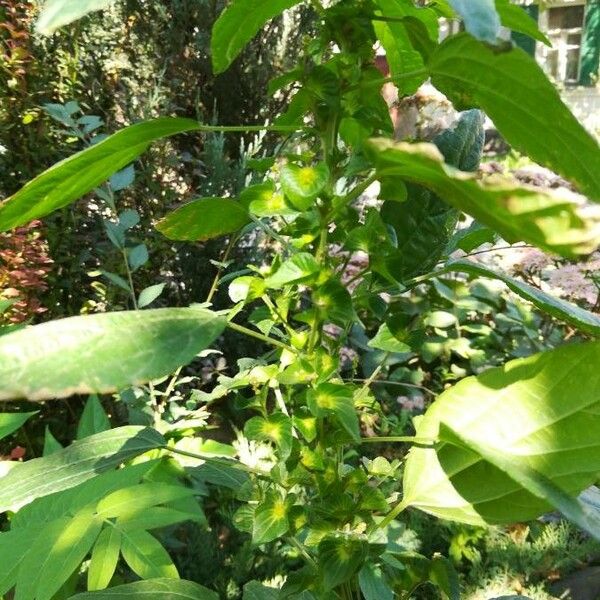 Acalypha indica পাতা