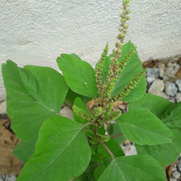 Amaranthus viridis برگ