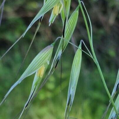 Avena sterilis Λουλούδι