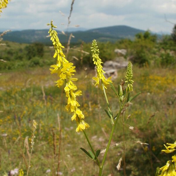 Melilotus officinalis Virág