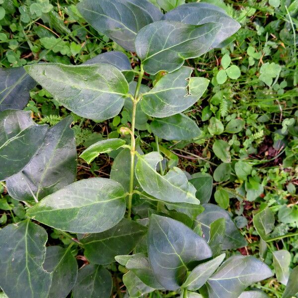 Vinca major Leaf