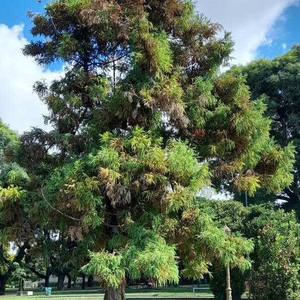 Cryptomeria japonica Habit