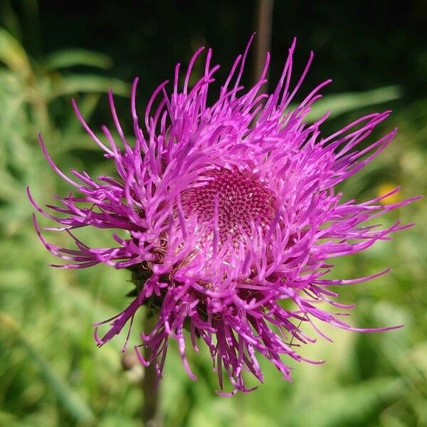 Cirsium heterophyllum Blomst