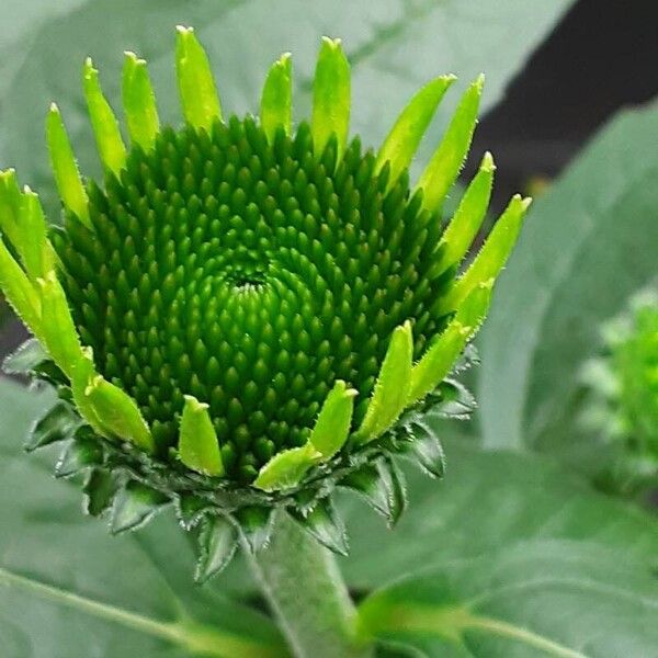 Echinacea angustifolia Flower