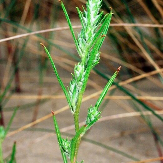 Corispermum pallasii Other