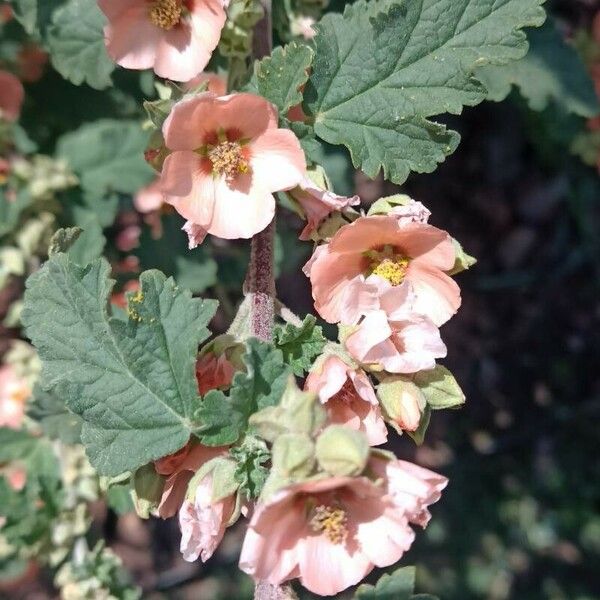 Sphaeralcea bonariensis Kvet