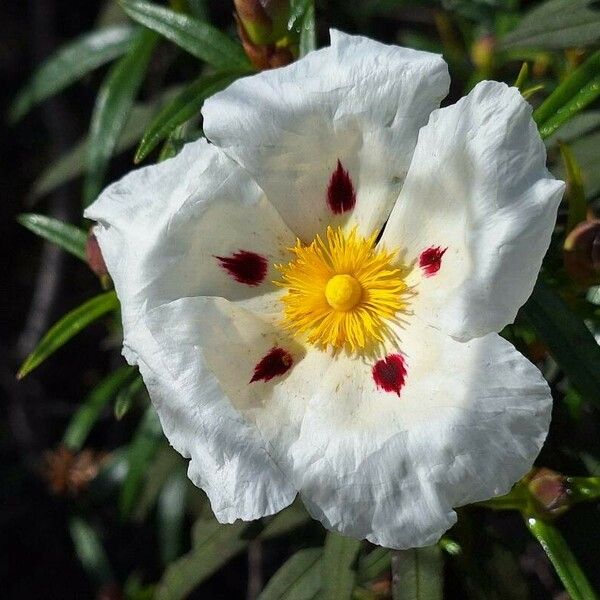 Cistus ladanifer फूल