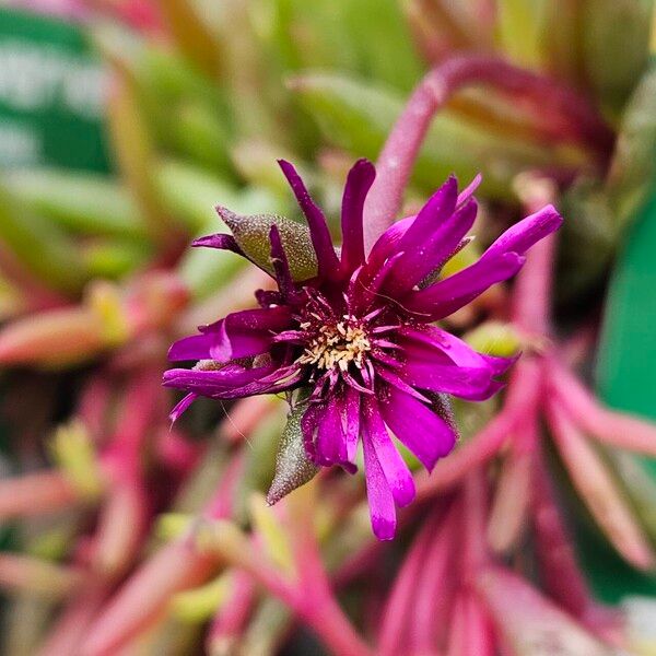 Delosperma cooperi Flor