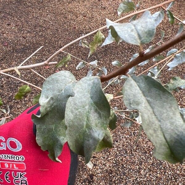 Elaeagnus commutata Blad