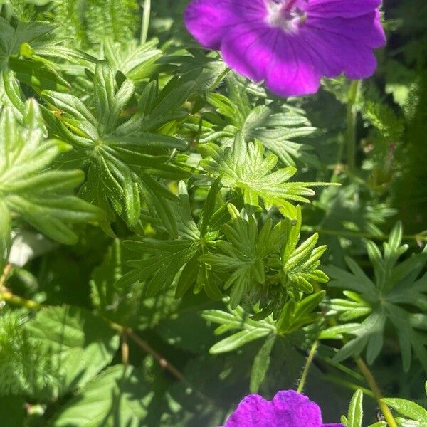 Geranium sanguineum Folio