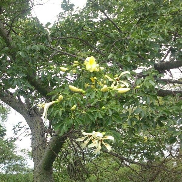 Ceiba chodatii Агульны выгляд