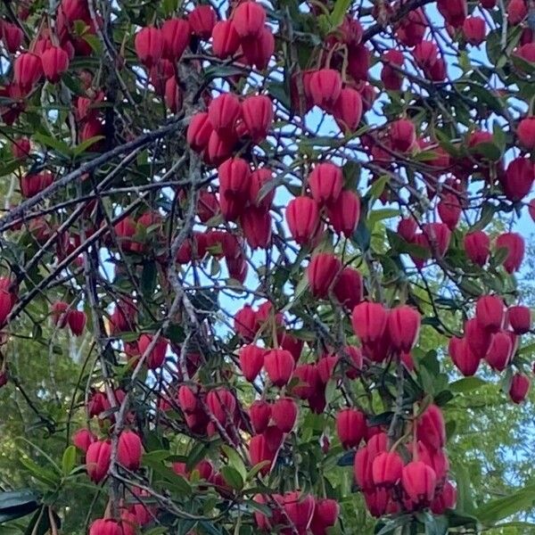 Crinodendron hookerianum Flor