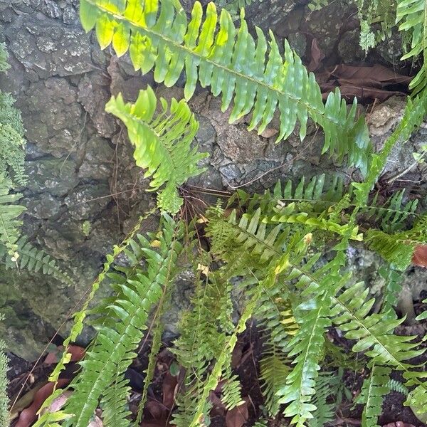 Nephrolepis exaltata Blad