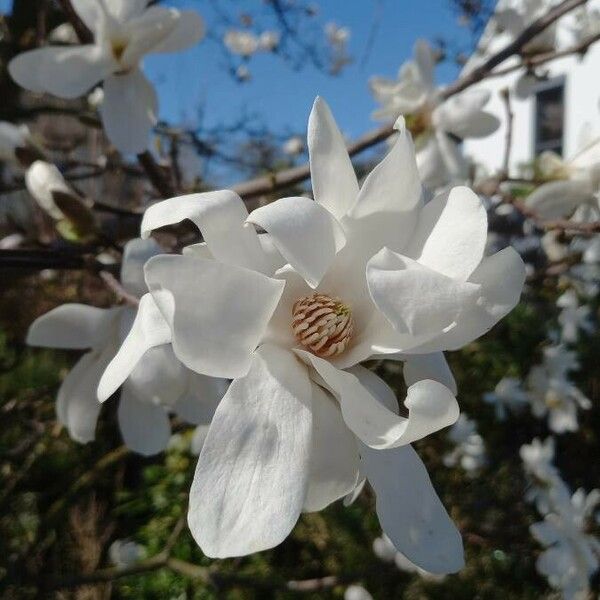 Magnolia stellata Blomma