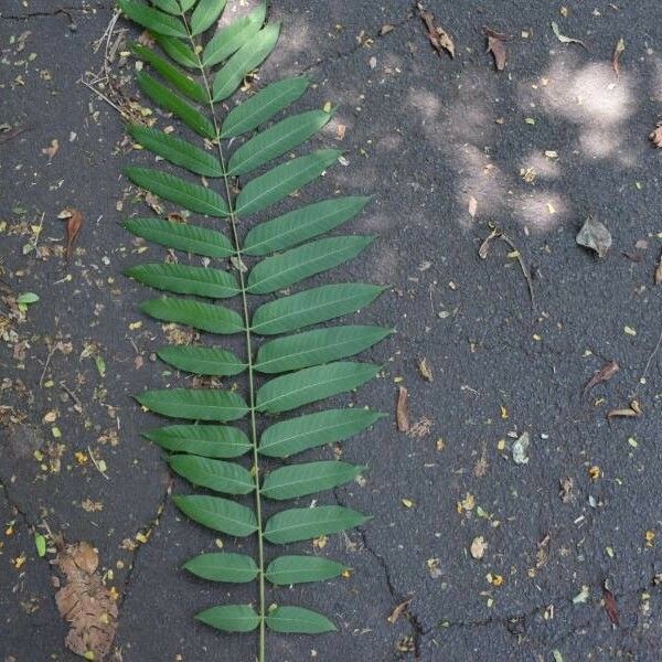 Cedrela fissilis Leaf